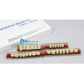 SA31 Dents de résine acrylique à trois couches
